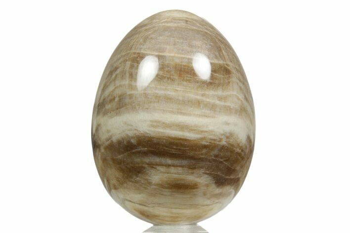 Polished Oligocene Petrified Wood (Pinus) Egg - Australia #356266